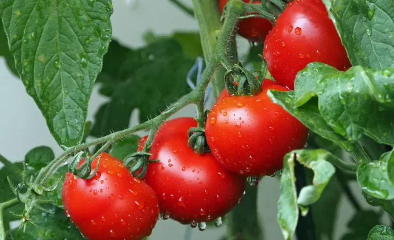  Estudio chino revela cómo las plantas diferencian entre «amigos» y «enemigos»