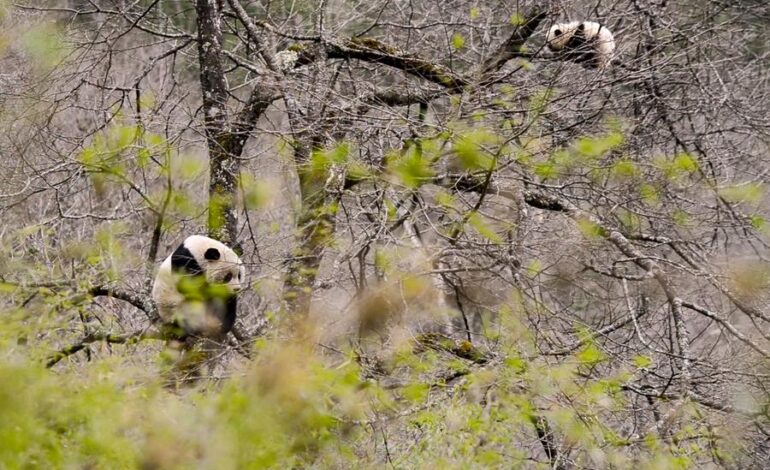 Sistema de parques nacionales en expansión de China logra avances en conservación de vida silvestre 