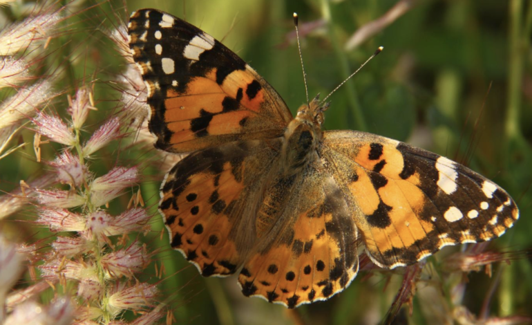  Científicos descubren que las mariposas migran en direcciones opuestas en cada hemisferio, un patrón inédito en insectos