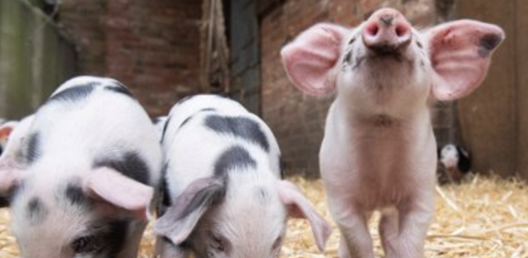  Los cerdos se asentaron en las islas del Pacífico junto con los primeros viajeros humanos