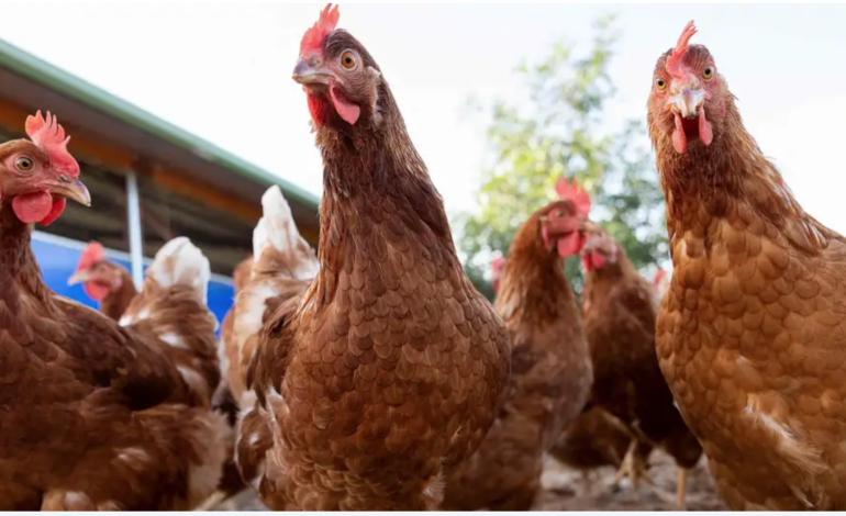  Uruguay declara la emergencia sanitaria por gripe aviar