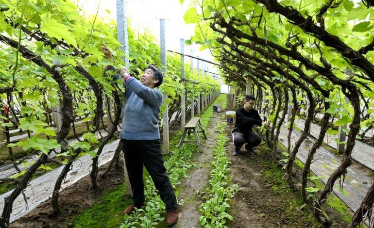  China incrementa tierras agrícolas de alta calidad e impulsa la modernización agrícola en 2025 