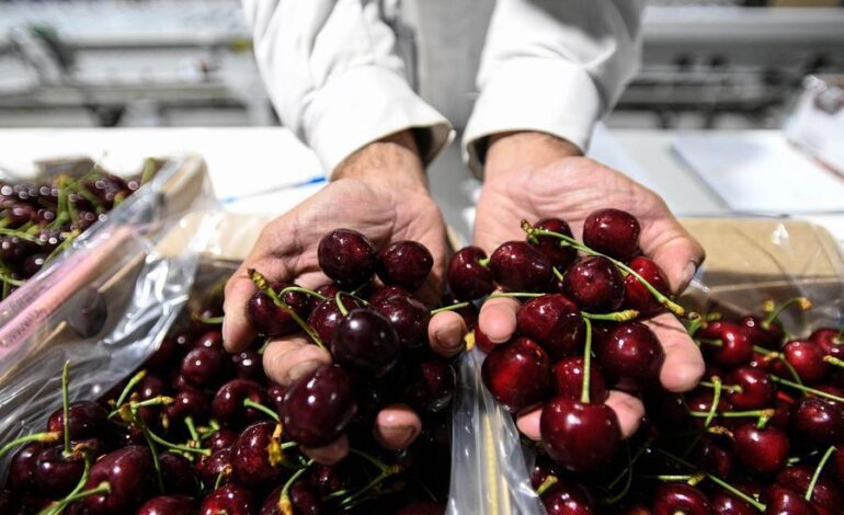  Cerezas chilenas en China: el dulce sabor de las ganancias compartidas 