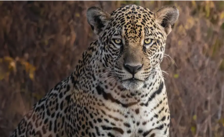  Brasil amplía en un 70 % dos áreas protegidas en el Pantanal 