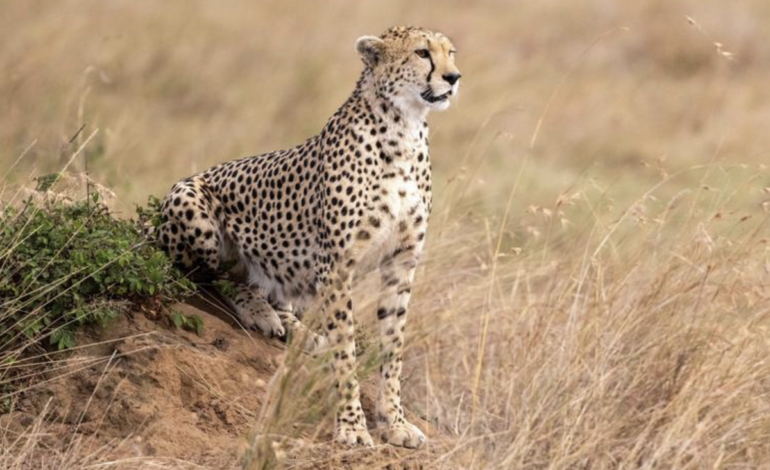  La ONU declara 40 nuevas especies protegidas