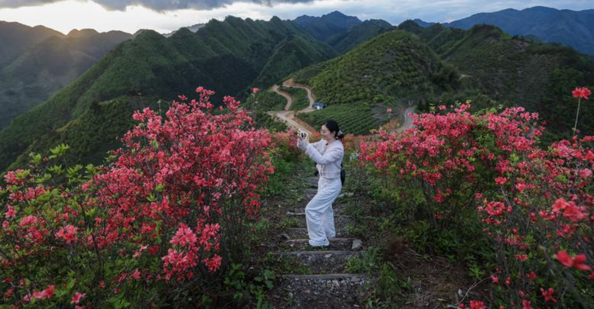 China.- Flores de azalea en un parque forestal nacional en Hunan