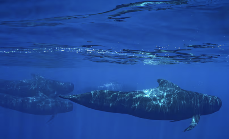  Pescadores y científicos se unen en Ecuador para blindar la Reserva Marina Hermandad