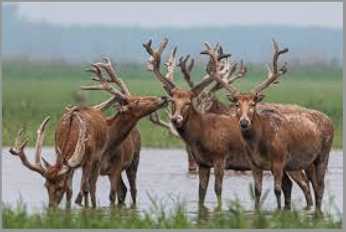 China registro aumento continuo en poblaciones silvestres de especies en peligro de extinción 