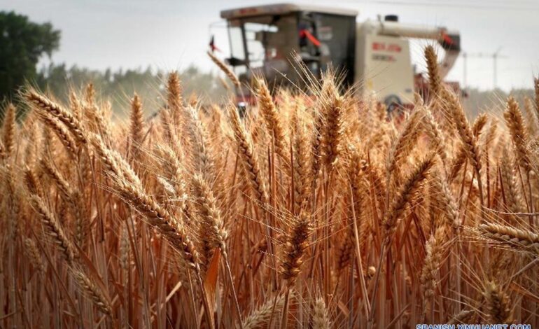 Cosecha de cereales de verano en China supera los 150 millones de toneladas por primera vez