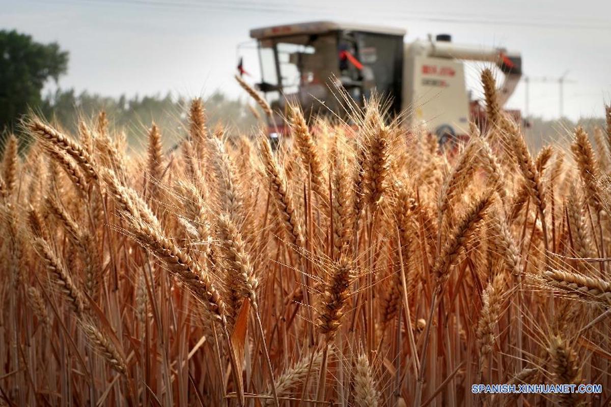 Cosecha de cereales de verano en China supera los 150 millones de toneladas por primera vez