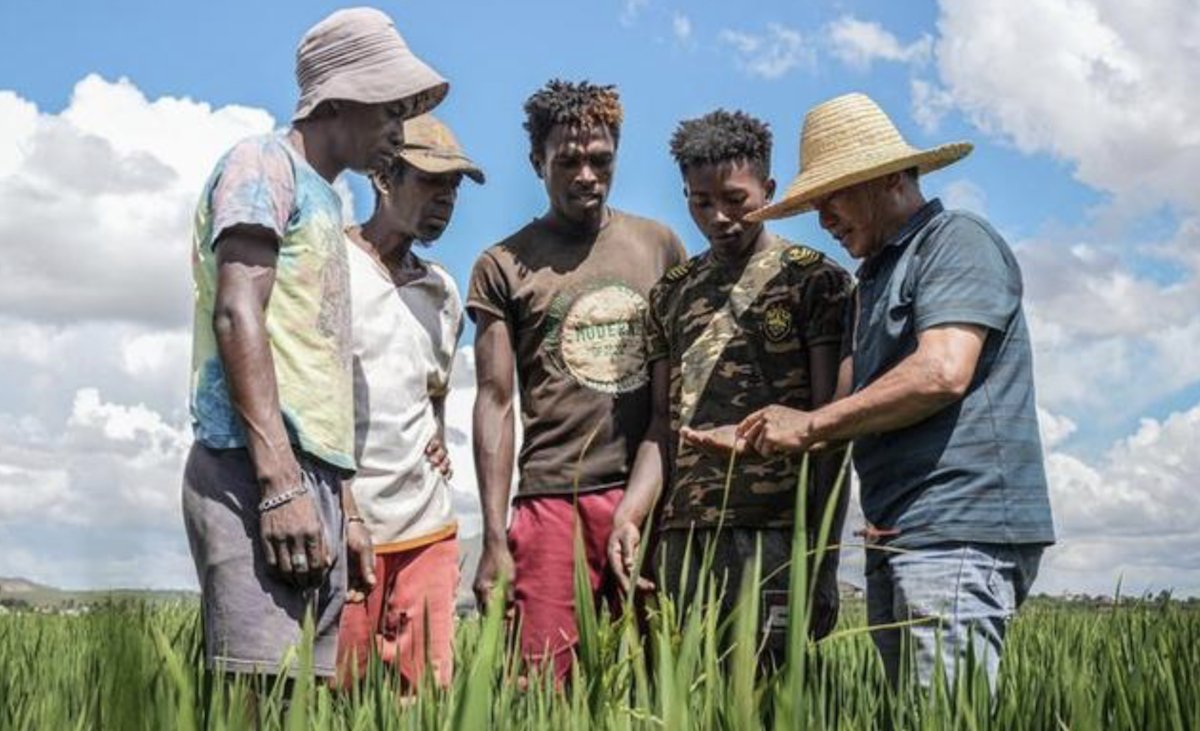 Científicos chinos consiguen avance en clonación de arroz híbrido 