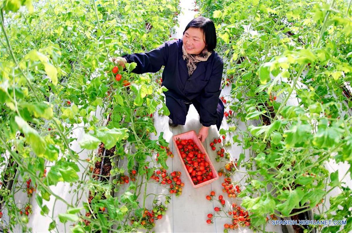 China adopta nueva ley para proteger tierras agrícolas
