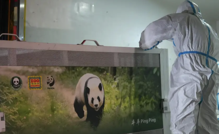  China envía dos osos panda gigantes a Estados Unidos como «enviados de amistad entre chinos y estadounidenses»