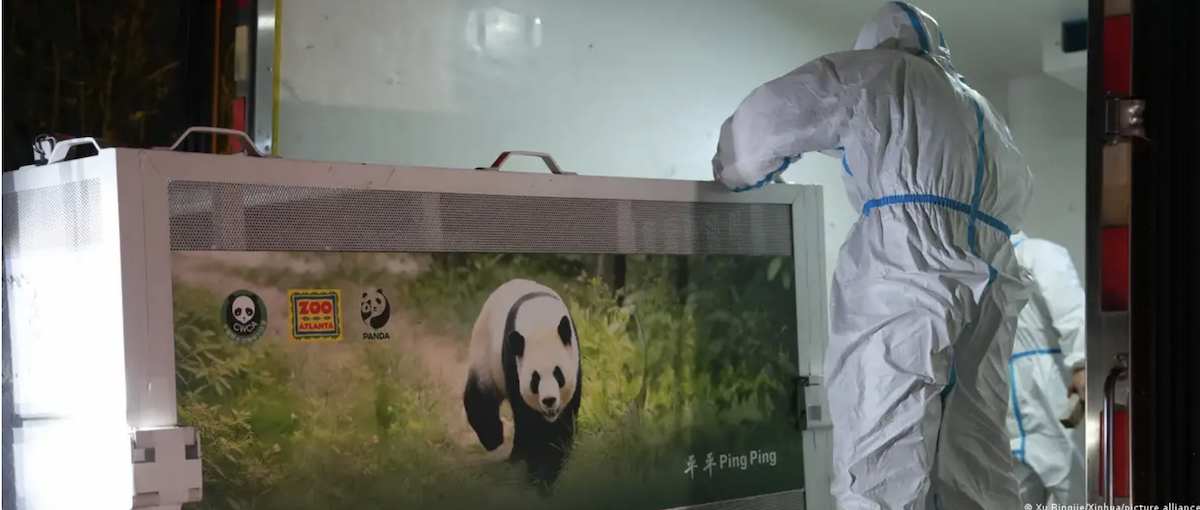 China envía dos osos panda gigantes a Estados Unidos como «enviados de amistad entre chinos y estadounidenses»
