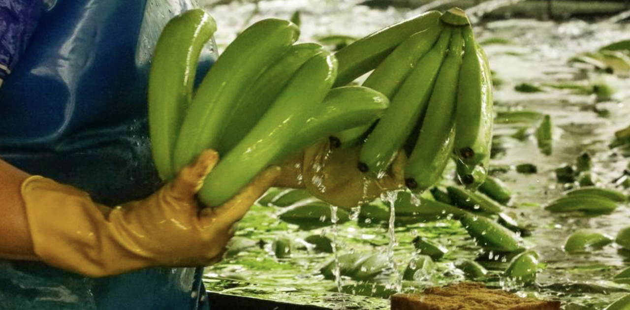 Exportaciones de banano ecuatoriano hacia China crecen 11,84 % entre enero y agosto de 2026