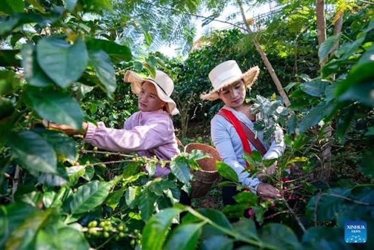 Abriendo nuevos caminos, el café de Yunnan lleva el aroma de China por toda la región de Asia-Pacífico